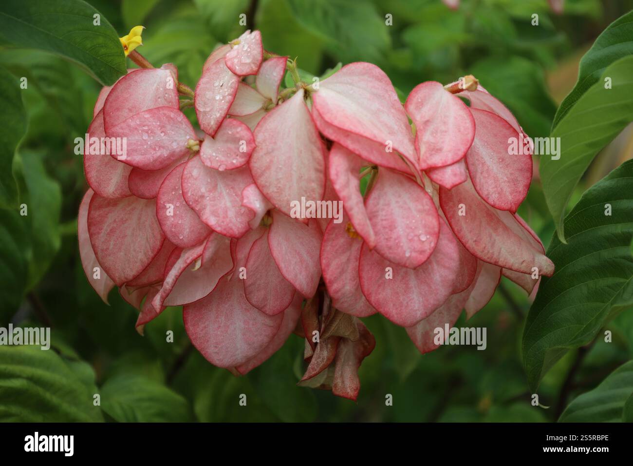 gros plan blanc rose mauve mauve rouge avec des gouttes de pluie Banque D'Images