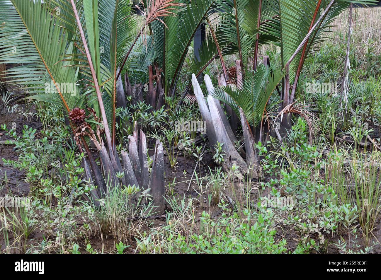 fleur rouge violette et jeunes frondes sur des palmiers taillés à la machette Banque D'Images