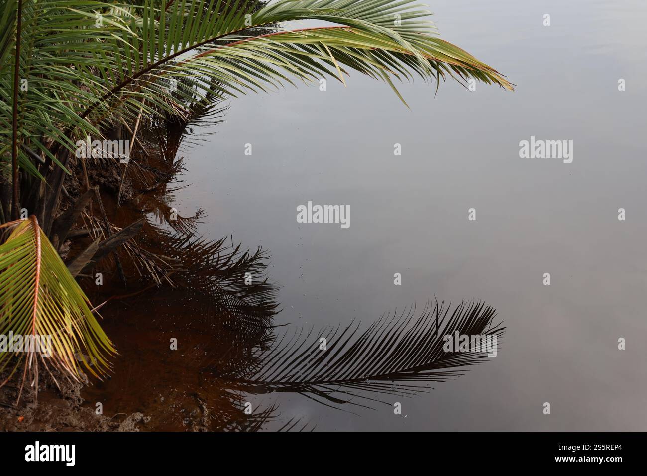 les frondes de palmier penchées au-dessus de la rivière se reflètent dans l'eau calme placide en dessous Banque D'Images