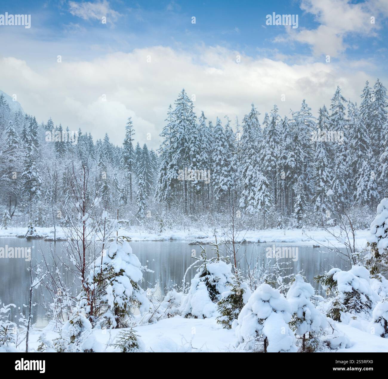 Petit cours d'hiver avec snowy trees sur banque. Banque D'Images