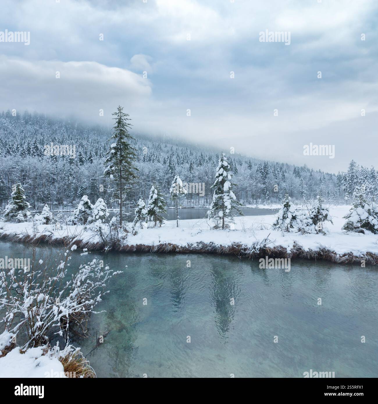 Petit cours d'hiver avec snowy trees sur banque. Banque D'Images