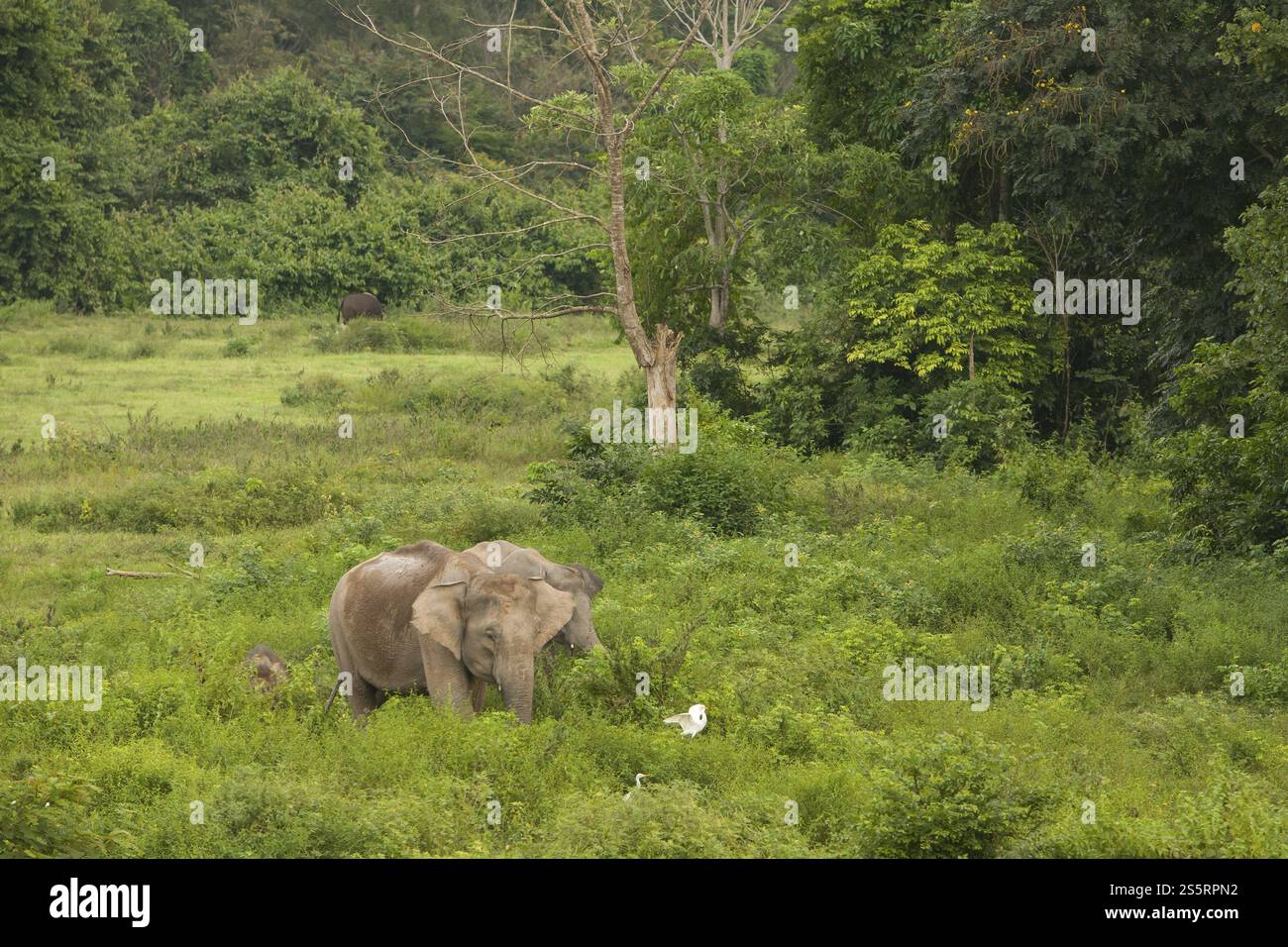 Éléphants indiens (Elephas maximus indicus), Khiri Khan, Hua Hin, Parc national de Kui Buri, Thaïlande, Asie Banque D'Images