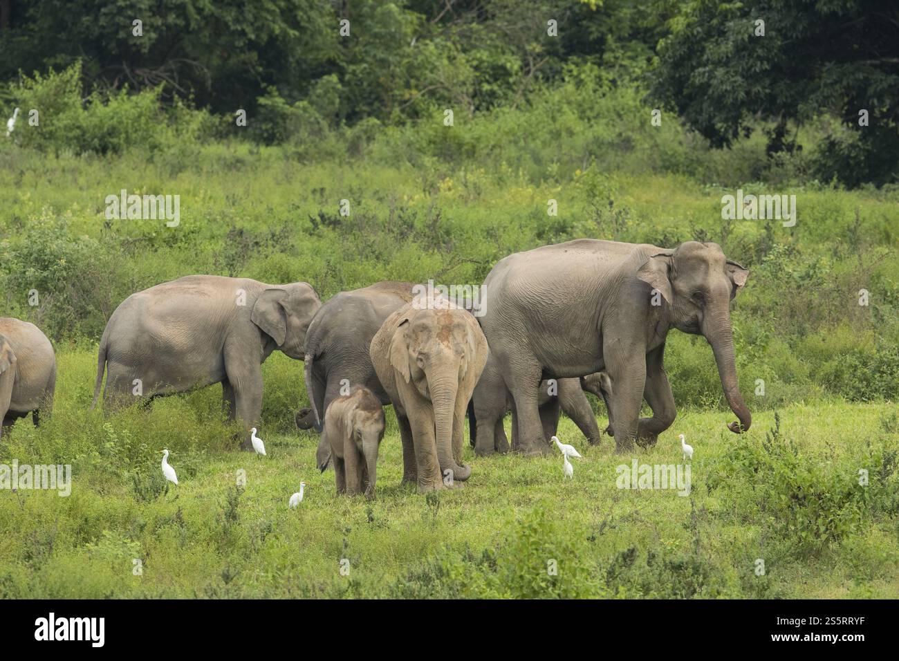 Éléphants indiens (Elephas maximus indicus), Khiri Khan, Hua Hin, Parc national de Kui Buri, Thaïlande, Asie Banque D'Images