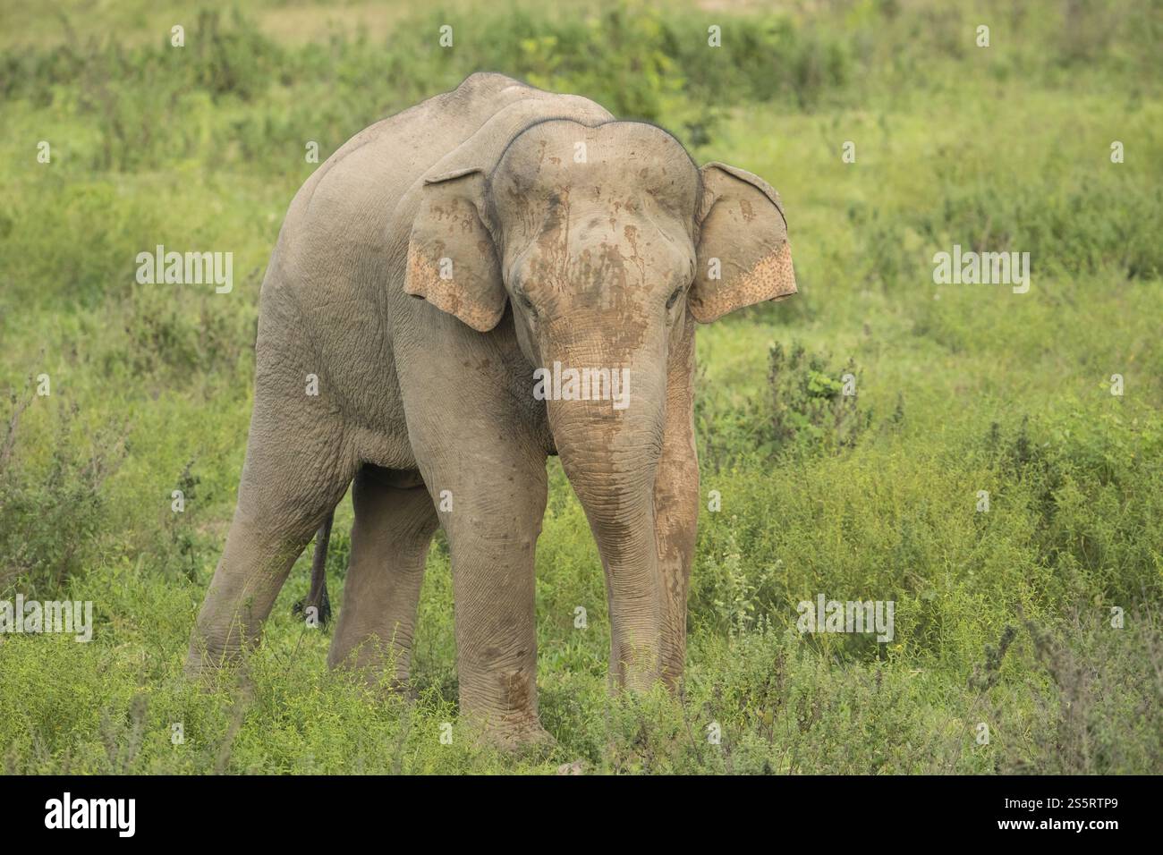 Éléphants indiens (Elephas maximus indicus), Khiri Khan, Hua Hin, Parc national de Kui Buri, Thaïlande, Asie Banque D'Images
