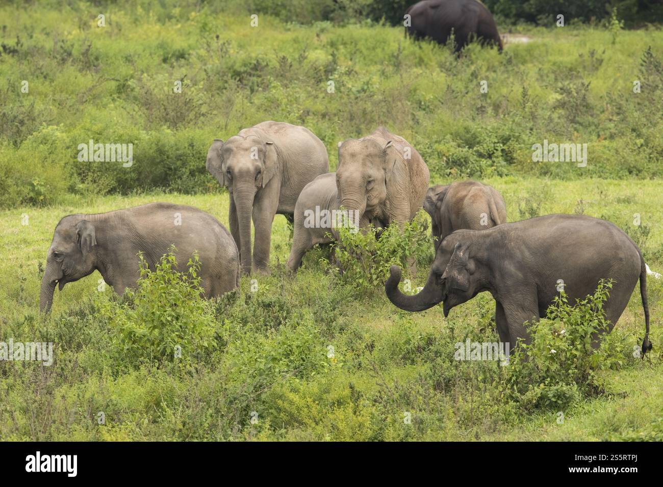 Éléphants indiens (Elephas maximus indicus), Khiri Khan, Hua Hin, Parc national de Kui Buri, Thaïlande, Asie Banque D'Images