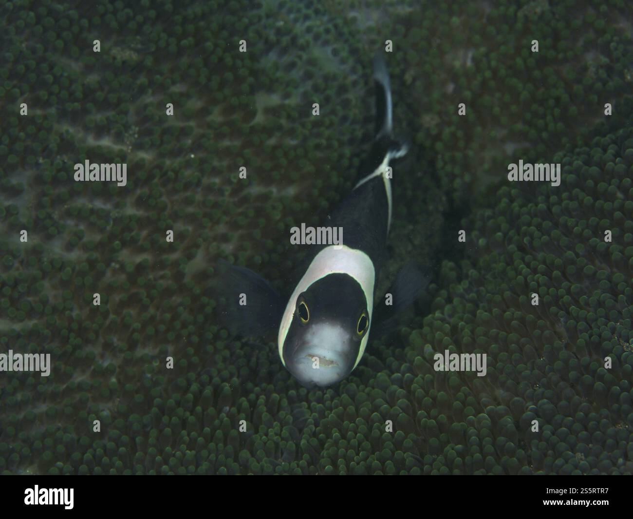Selle noire et blanche tache anémonefish (Amphiprion polymnus) caché dans une anémone de mer verte, site de plongée House Reef, Penyapangan, Bali, Indonésie, Asie Banque D'Images