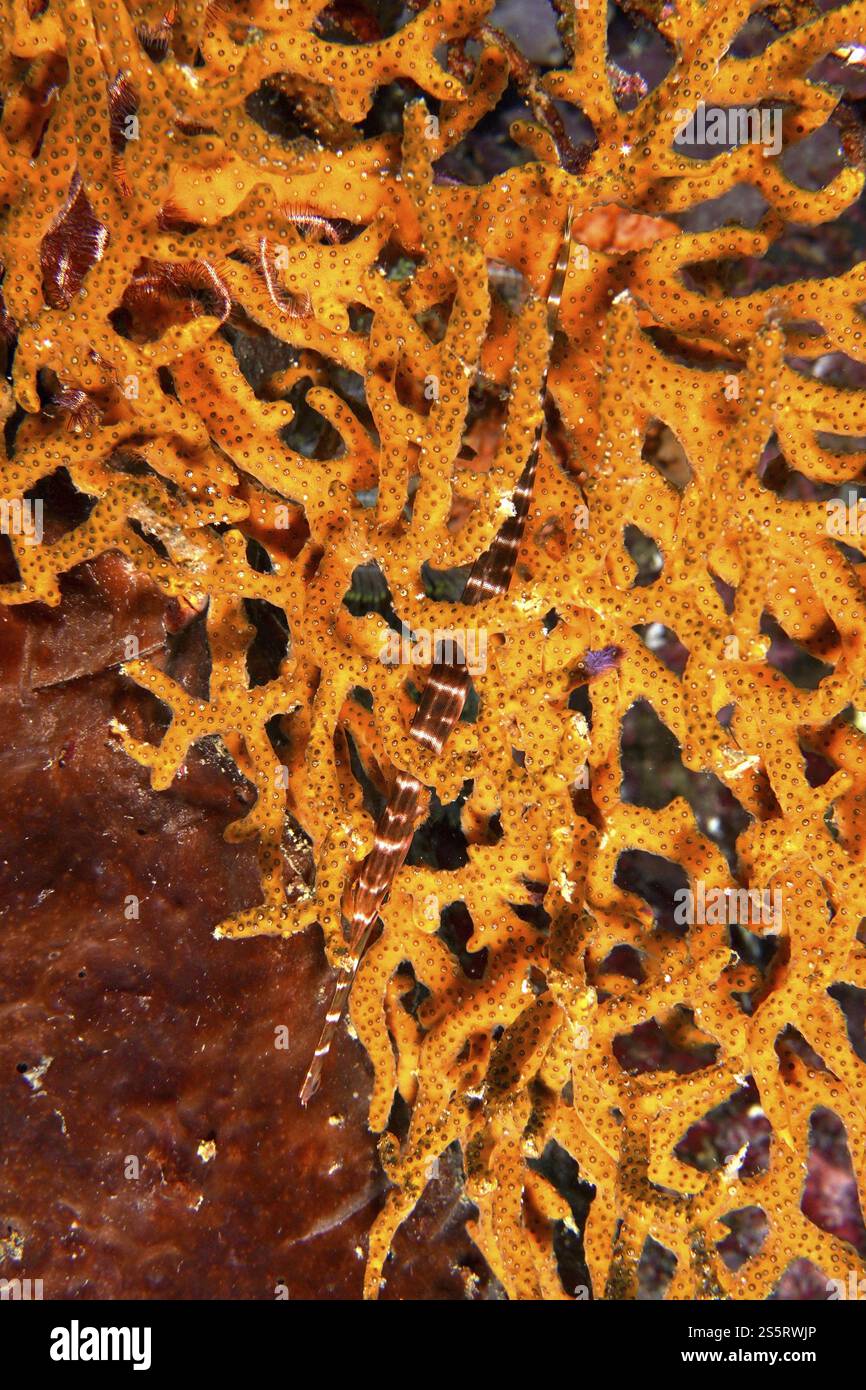 Corail orange vif avec une trompette chinoise juvénile (Aulostomus chinensis) au centre, site de plongée SD, Nusa Ceningan, Nusa Penida, Bali, Indonesi Banque D'Images
