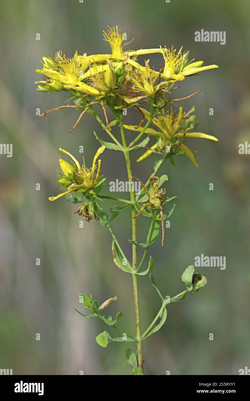 Hypericum perforatum, millepertuis commun, millepertuis commun Banque D'Images