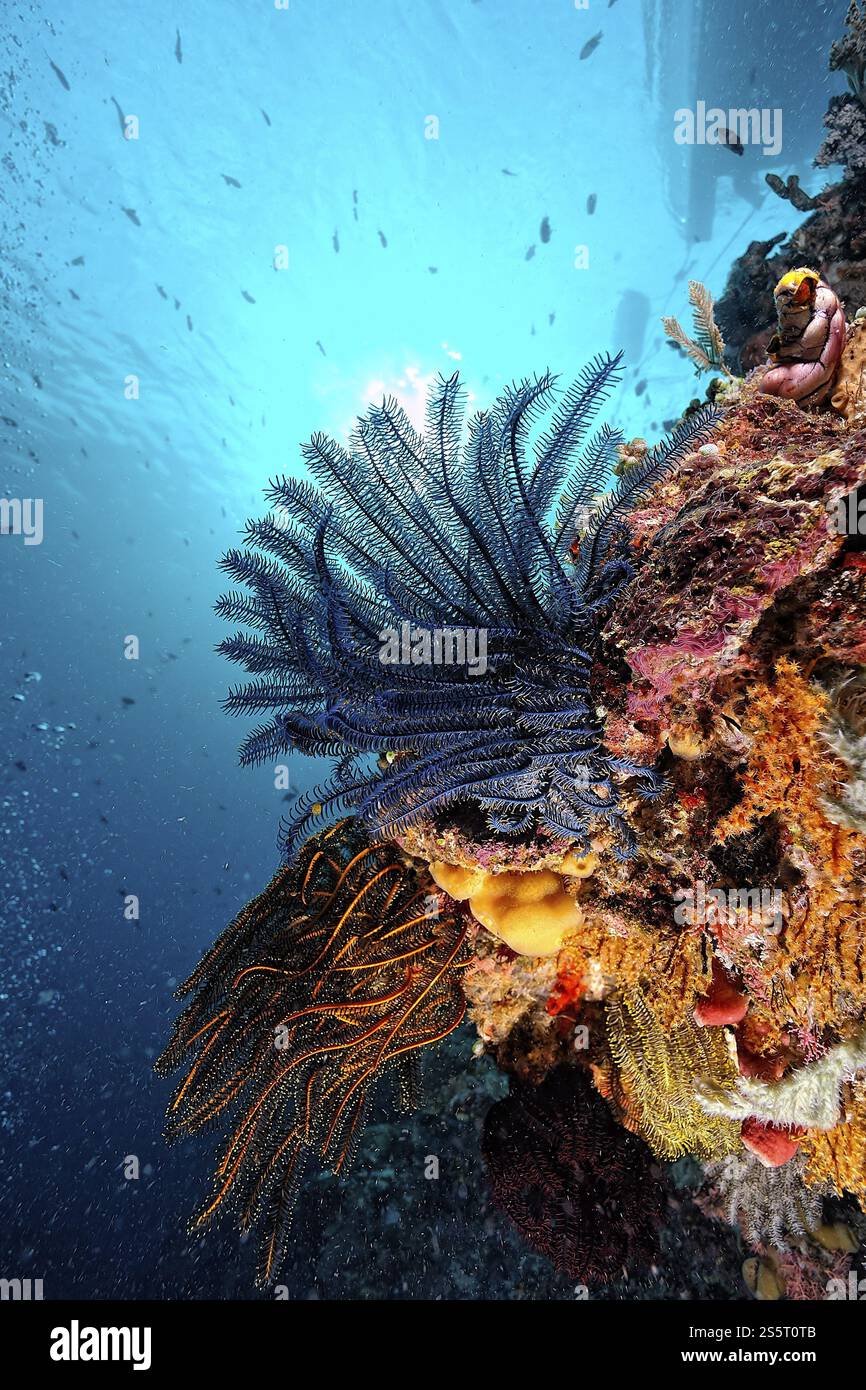 Une photo d'un magnifique crinoïde coloré Banque D'Images