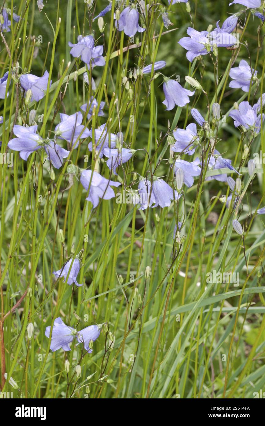 Campanula rotundifolia, chausson à feuilles rondes, Harebell Banque D'Images