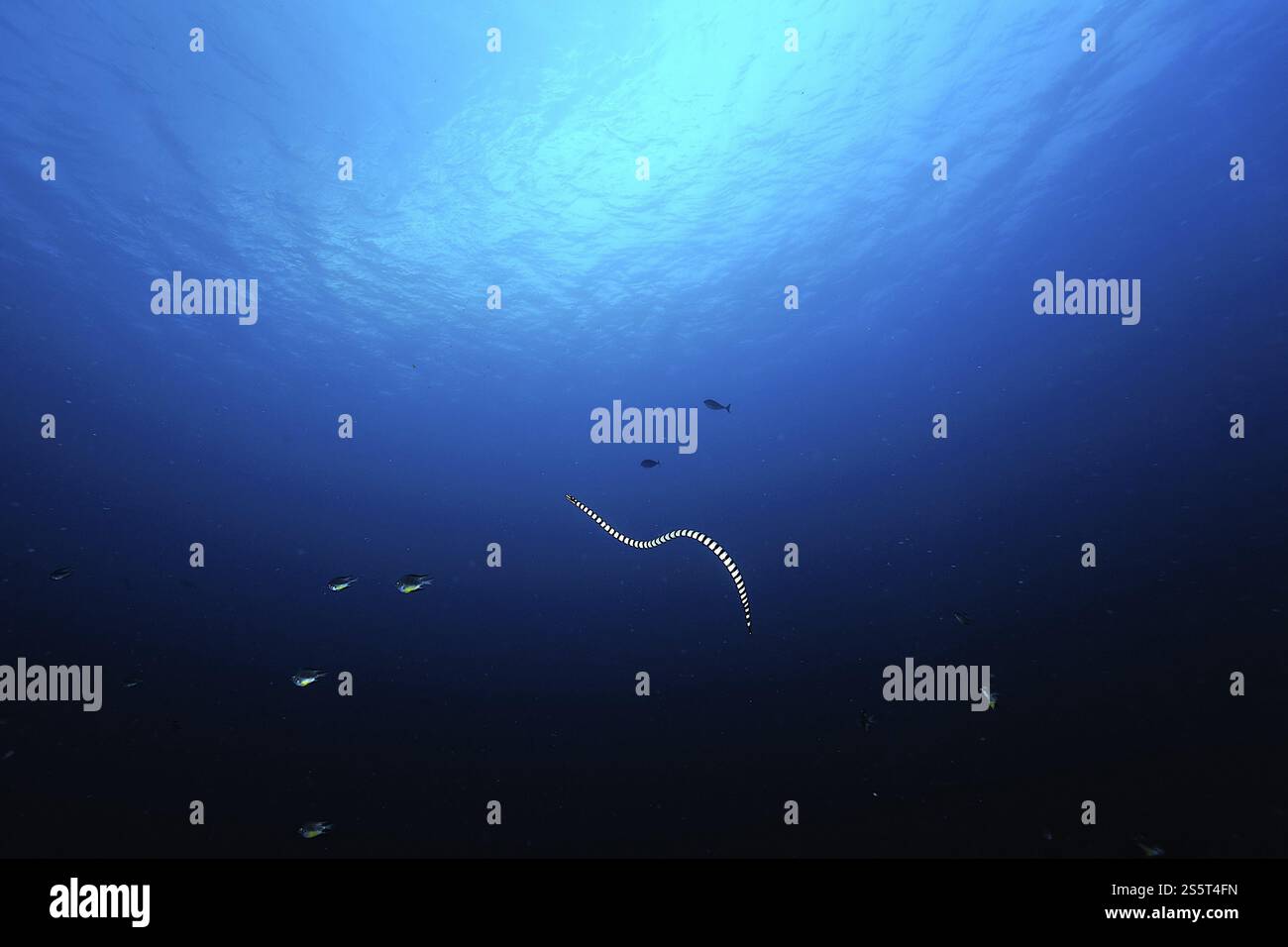 Une photo d'un serpent marin dans le récif de corail Banque D'Images