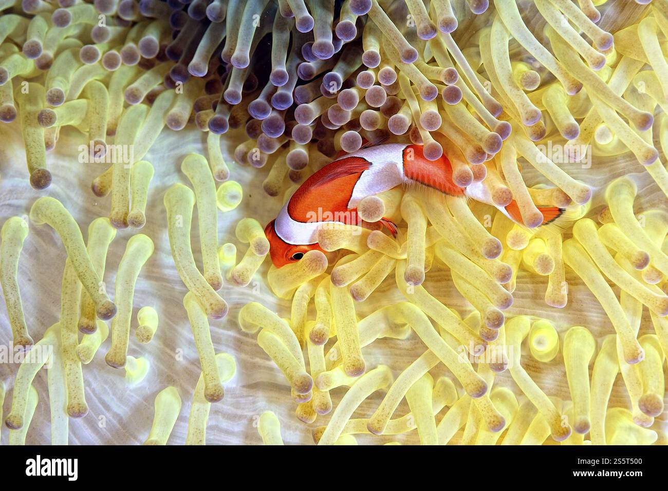 Une photo d'une magnifique anémone et de son poisson Clown Banque D'Images