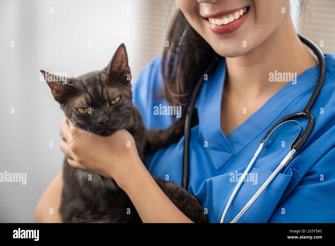 Chirurgien vétérinaire. Chat sur la table d'examen de la clinique vétérinaire. Soins vétérinaires. Vétérinaire médecin et chat. Banque D'Images