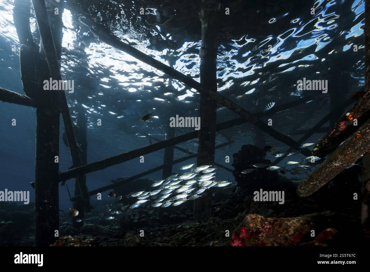Une photo de bancs de poissons sous la jetée Banque D'Images
