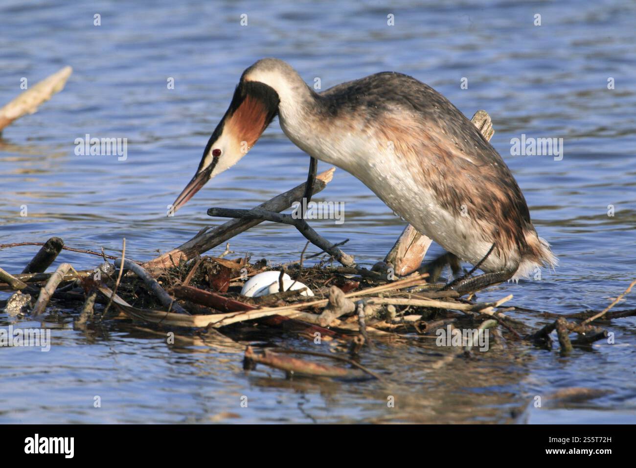 Great Crested Grebe, Podiceps cristatus, Crested Grebe Banque D'Images