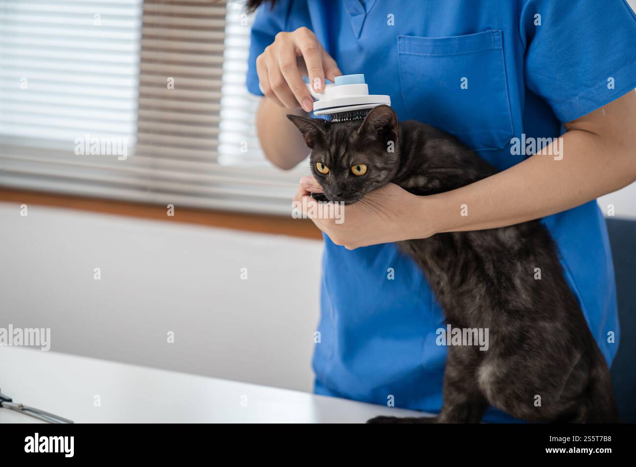 Chirurgien vétérinaire. Chat sur la table d'examen de la clinique vétérinaire. Soins vétérinaires. Vétérinaire médecin et chat. Banque D'Images