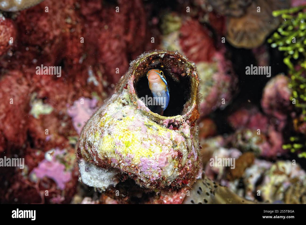 Une belle image d'un minuscule blenny sortant de son repaire Banque D'Images