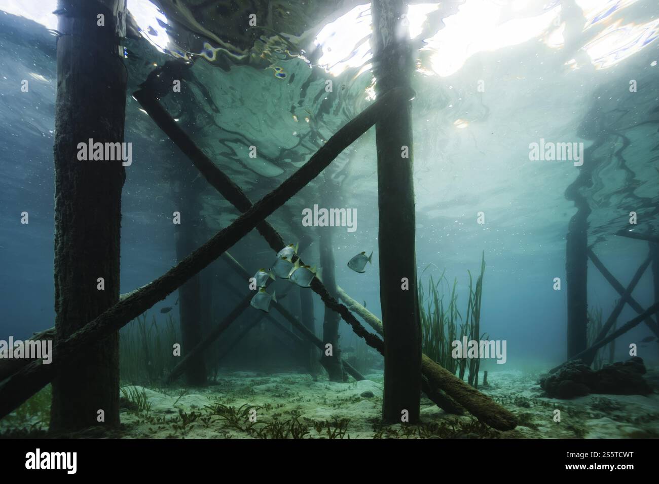 Une photo de bancs de poissons sous la jetée Banque D'Images