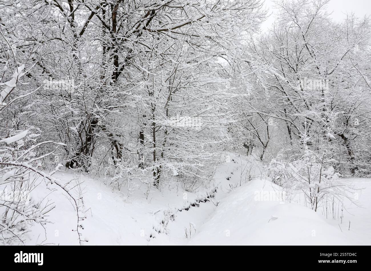 Paysage hivernal dans un parc couvert de neige après une forte chute de neige humide. Une épaisse couche de neige se trouve sur les branches des arbres Banque D'Images Paysage hivernal dans un parc couvert de neige après une forte chute de neige humide. Une épaisse couche de neige se trouve sur les branches des arbres Banque D'Images