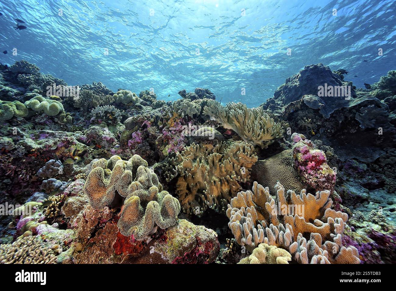Une belle photo d'un récif de corail de Healty Banque D'Images