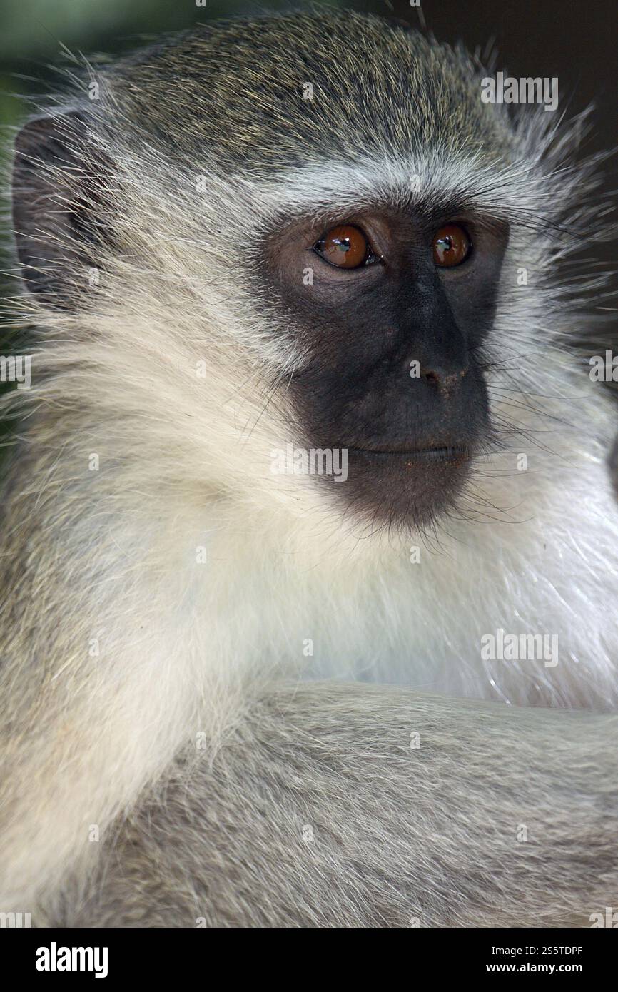 Singe vervet, singe vervet Banque D'Images