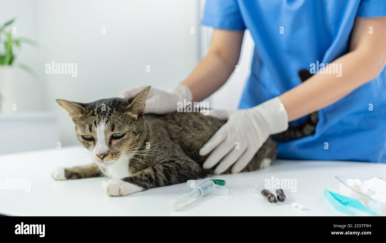 Chirurgien vétérinaire. Chat sur la table d'examen de la clinique vétérinaire. Soins vétérinaires. Vétérinaire médecin et chat. Banque D'Images