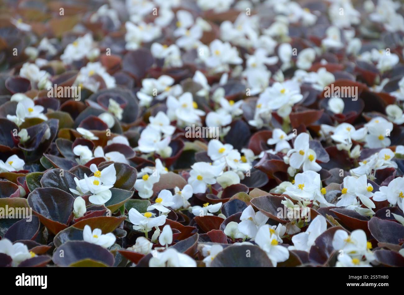 Blanc Begonia cucullata également connu sous le nom de bégonia de cire et bégonia clubed. Champ avec de petites fleurs blanches jardin de près. Blanc Begonia cucullata aussi Banque D'Images