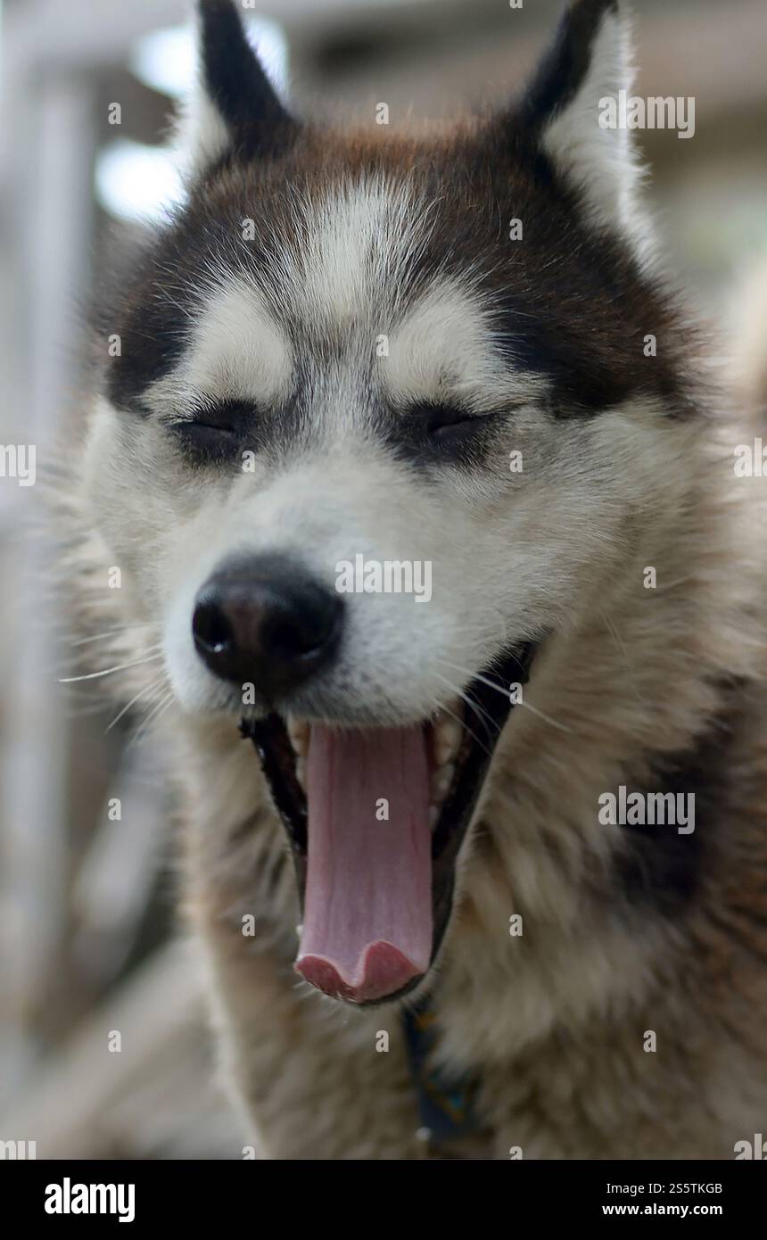 Chien Husky bâillant aux rayons du soleil. Chien endormi drôle bâillements avec la bouche large ouverte et la longue langue à l'extérieur. Chien Husky endormi drôle bâillements avec grand ouvert Banque D'Images