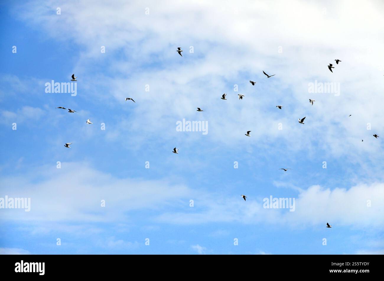Beaucoup de blanc Les mouettes volent dans le ciel nuageux ciel bleu Banque D'Images