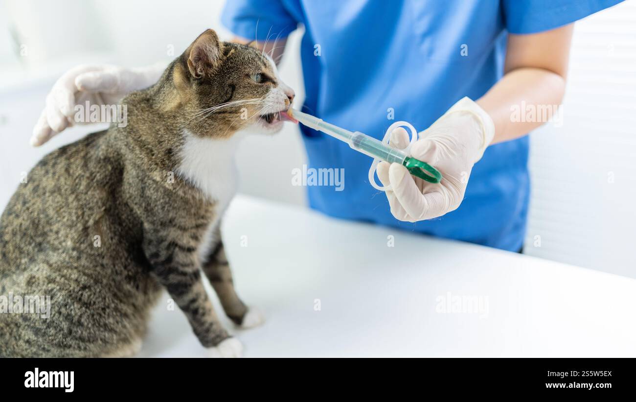 Chirurgien vétérinaire. Chat sur la table d'examen de la clinique vétérinaire. Soins vétérinaires. Vétérinaire médecin et chat. Banque D'Images