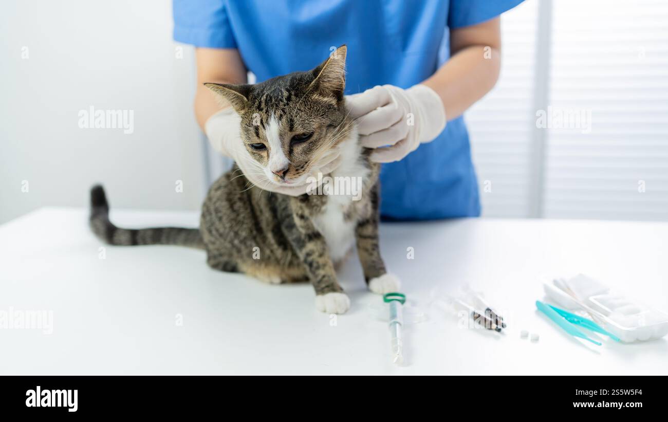 Chirurgien vétérinaire. Chat sur la table d'examen de la clinique vétérinaire. Soins vétérinaires. Vétérinaire médecin et chat. Banque D'Images