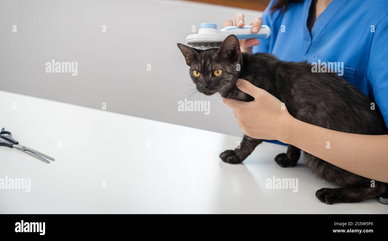Chirurgien vétérinaire. Chat sur la table d'examen de la clinique vétérinaire. Soins vétérinaires. Vétérinaire médecin et chat. Banque D'Images