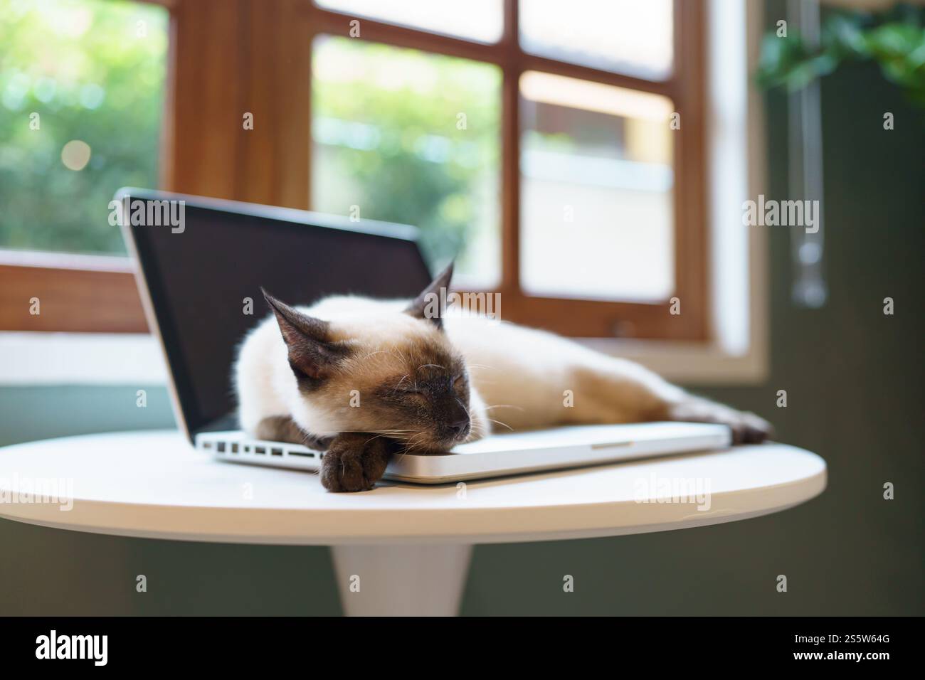 Chat sur ordinateur portable travaillant de la maison avec chat. chat endormi sur ordinateur portable assistant clavier chat travaillant chez ordinateur portable Banque D'Images