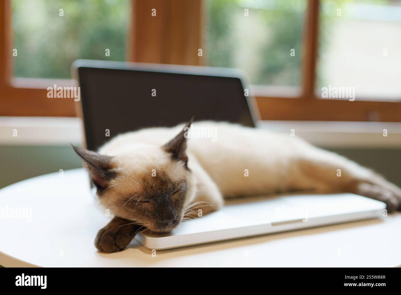 Chat sur ordinateur portable travaillant de la maison avec chat. chat endormi sur ordinateur portable assistant clavier chat travaillant chez ordinateur portable Banque D'Images