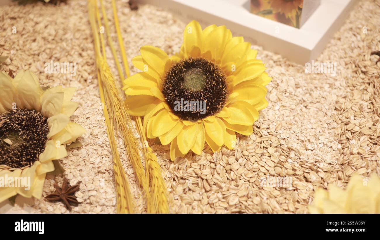 Beaux tournesols dans le jardin intérieur Banque D'Images