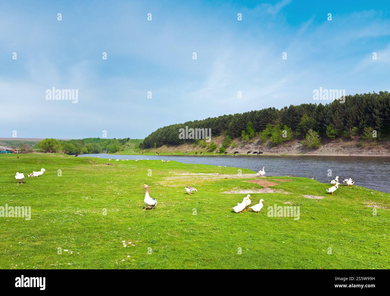 Pays de printemps paysage avec village et rivière ( l'Oblast de Lviv, Ukraine) . Banque D'Images