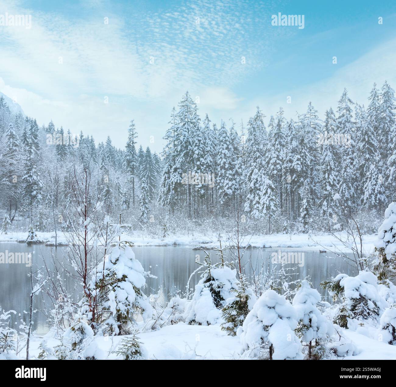 Petit cours d'hiver avec snowy trees sur banque. Banque D'Images