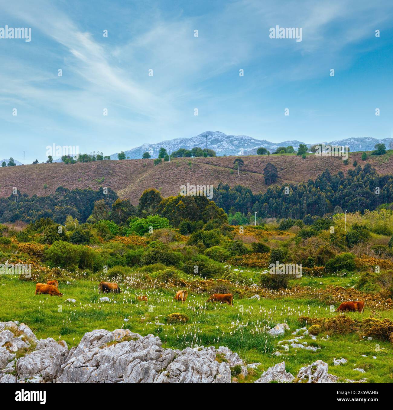 Troupeau de vaches sur les pâturages d'été , les Asturies, Espagne. Banque D'Images