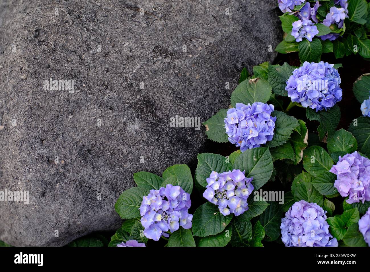 Belle fleur de nature avec roche pour fond Banque D'Images