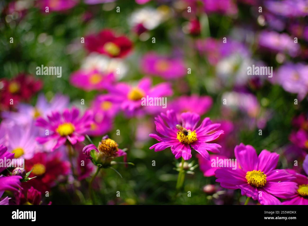 Belle nature pinks fleur dans le jardin de la nature Banque D'Images