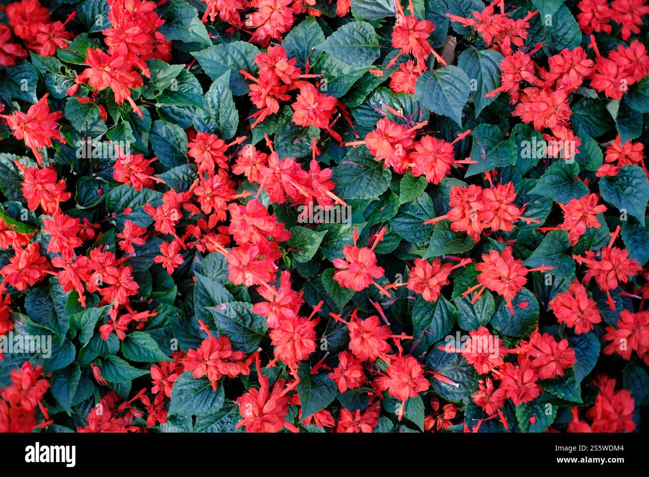 Belle fleur de la nature pour l'arrière-plan Banque D'Images