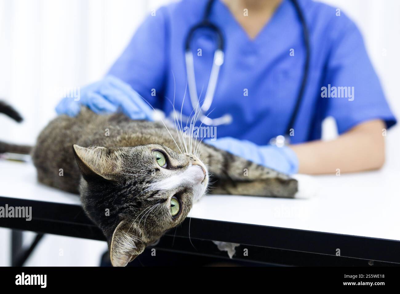 Chat sur le tableau d'examen de la clinique vétérinaire. Soins vétérinaires. Vétérinaire médecin et chat Banque D'Images