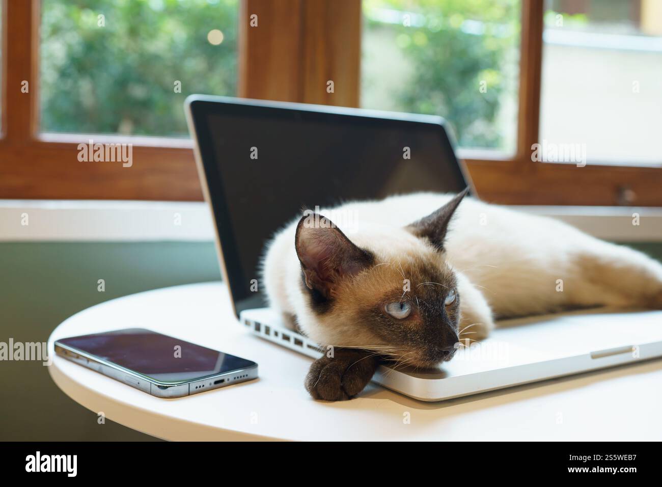 Chat sur ordinateur portable travaillant de la maison avec chat. chat endormi sur ordinateur portable assistant clavier chat travaillant chez ordinateur portable Banque D'Images