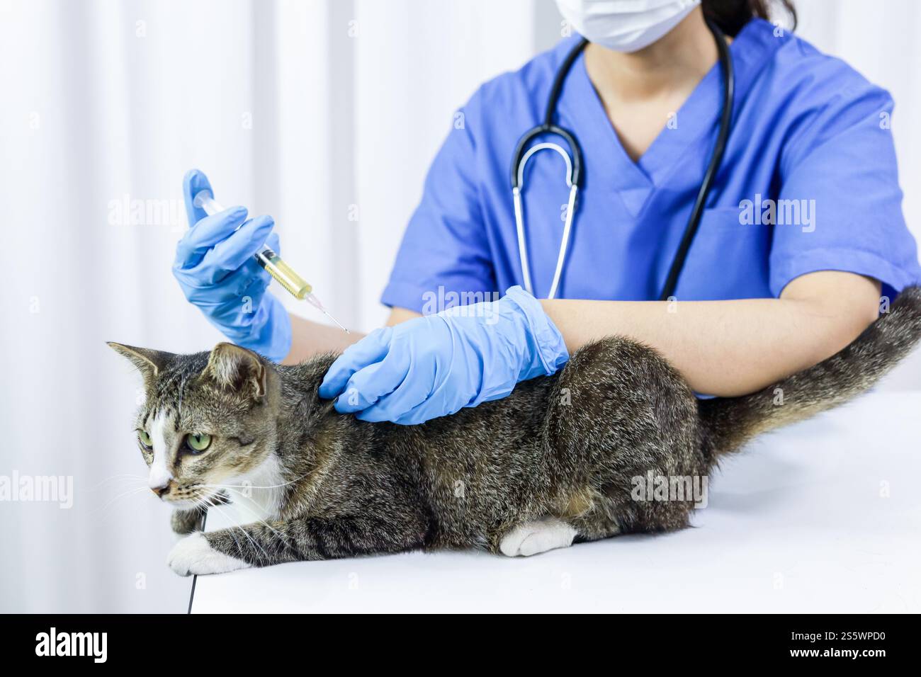 Chat sur le tableau d'examen de la clinique vétérinaire. Soins vétérinaires. Vétérinaire médecin et chat Banque D'Images