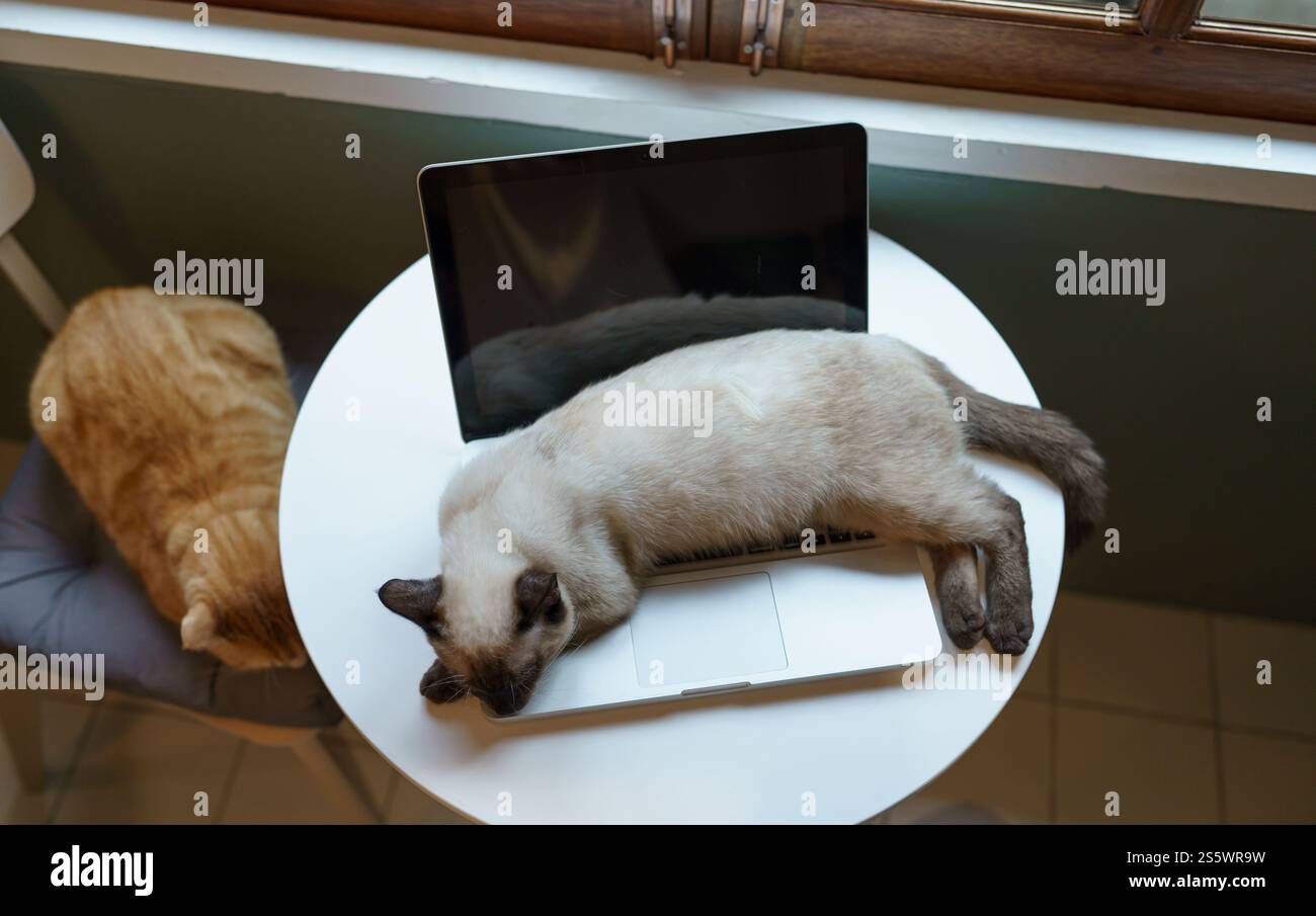 Chat sur ordinateur portable travaillant de la maison avec chat. chat endormi sur ordinateur portable assistant clavier chat travaillant chez ordinateur portable Banque D'Images
