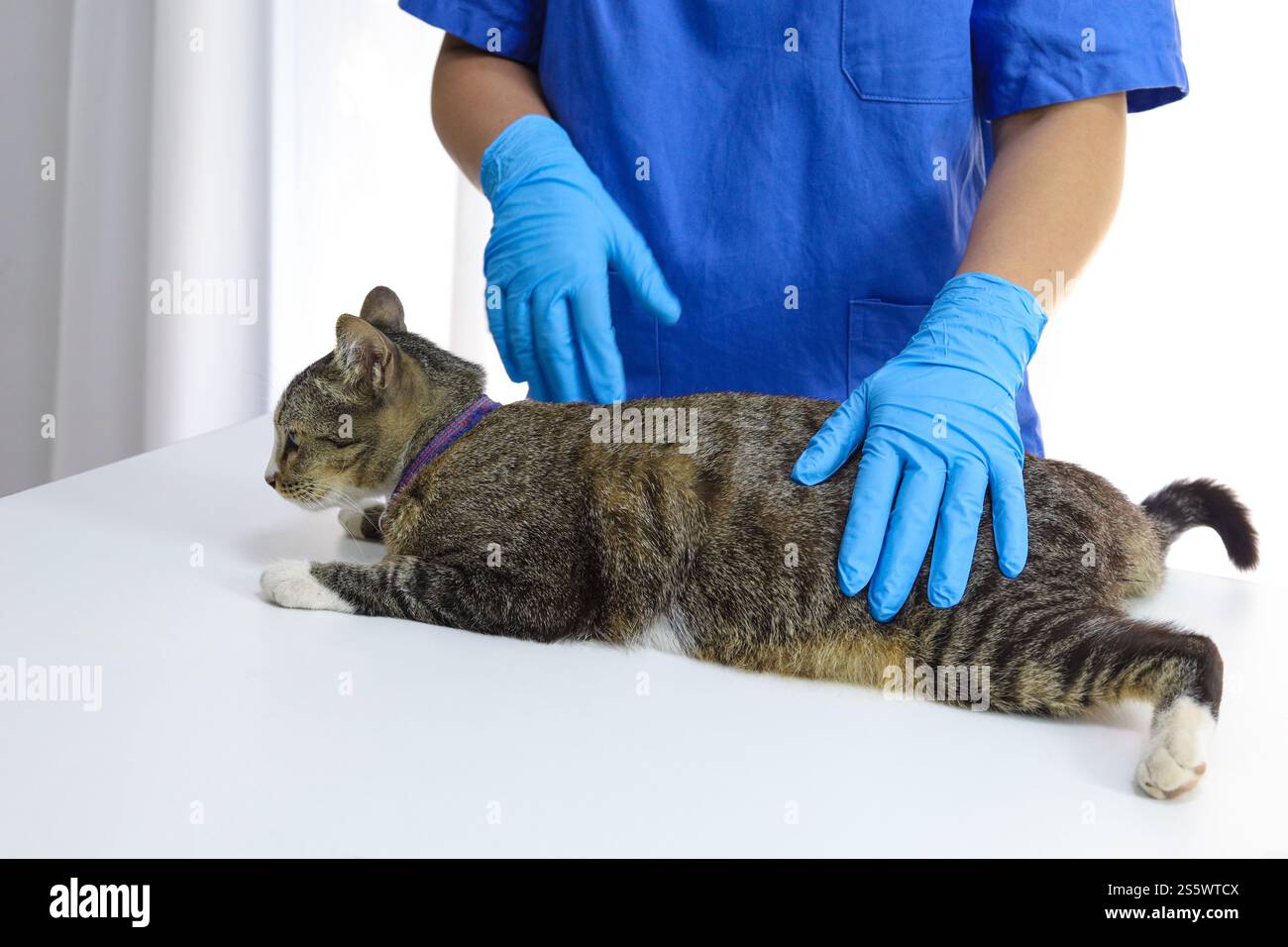 Chat sur le tableau d'examen de la clinique vétérinaire. Soins vétérinaires. Vétérinaire médecin et chat Banque D'Images