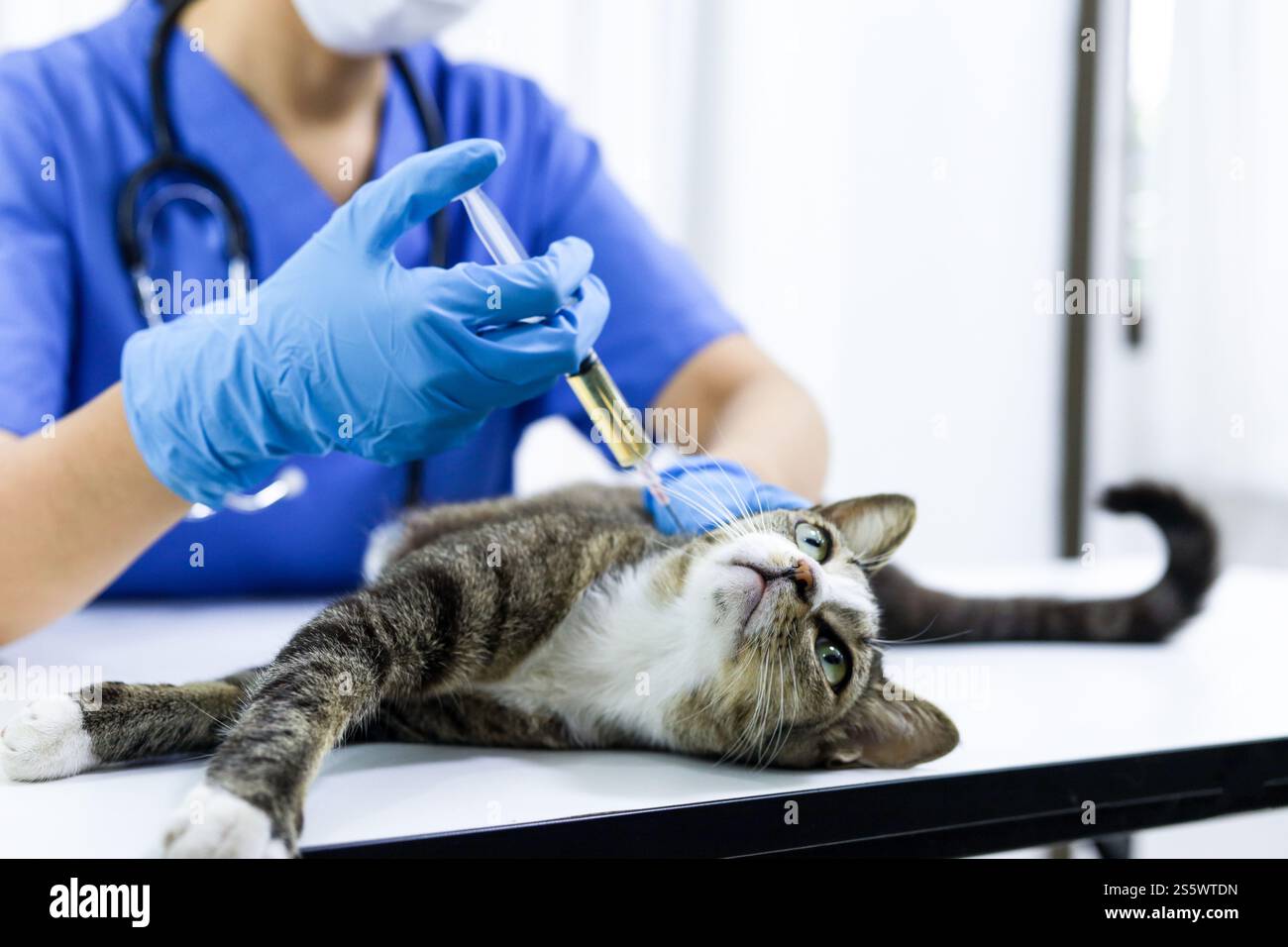 Chat sur le tableau d'examen de la clinique vétérinaire. Soins vétérinaires. Vétérinaire médecin et chat Banque D'Images