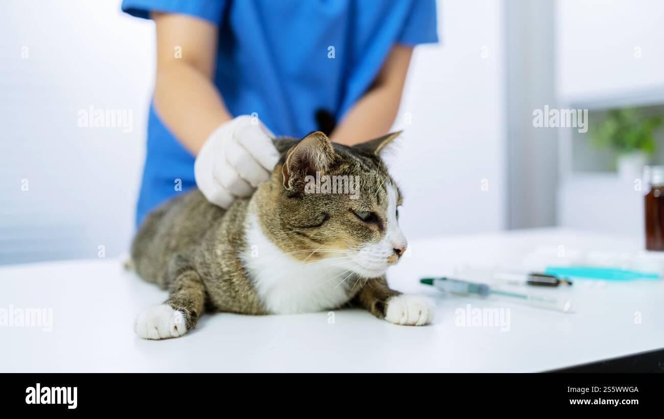 Chirurgien vétérinaire. Chat sur la table d'examen de la clinique vétérinaire. Soins vétérinaires. Vétérinaire médecin et chat. Banque D'Images