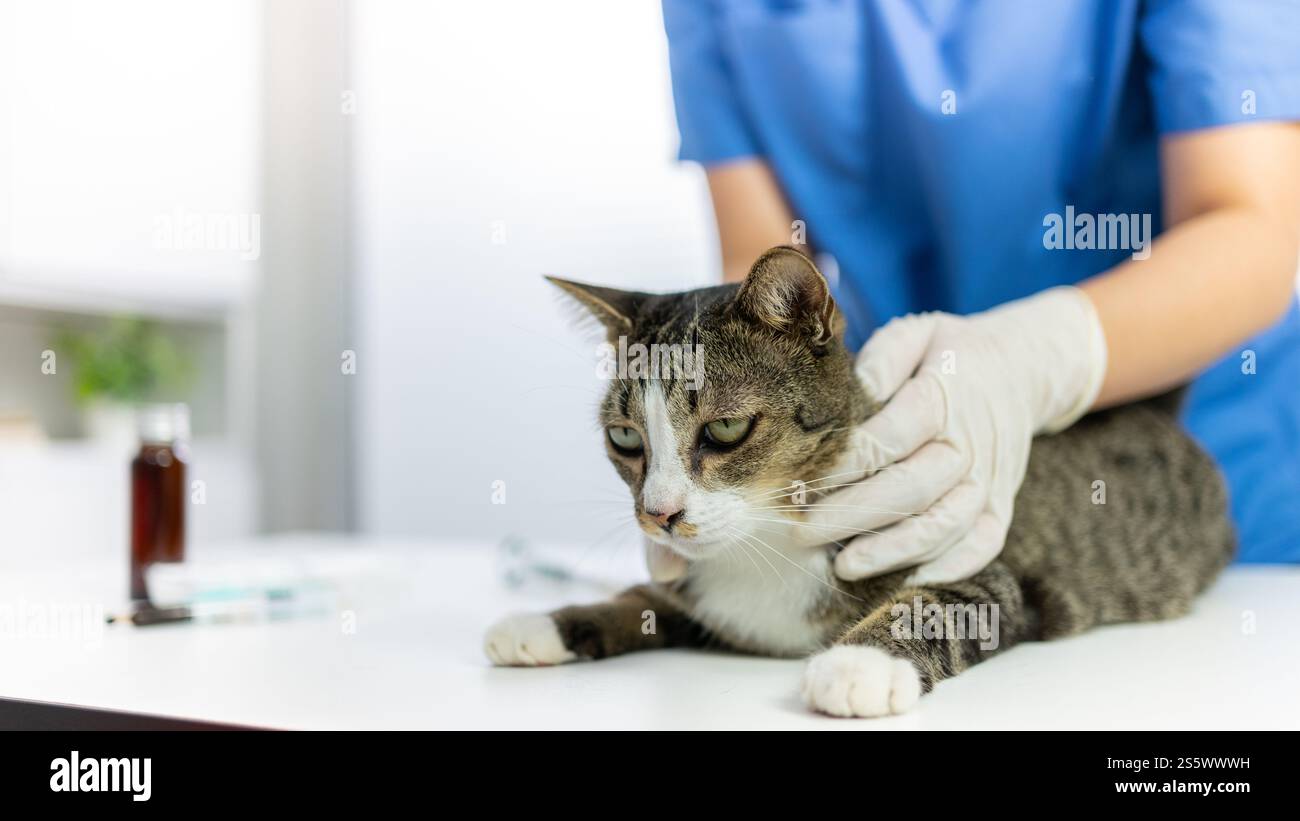 Chirurgien vétérinaire. Chat sur la table d'examen de la clinique vétérinaire. Soins vétérinaires. Vétérinaire médecin et chat. Banque D'Images