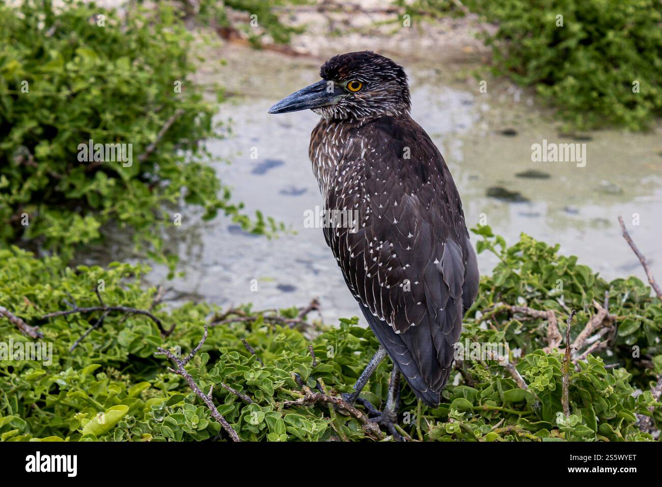Juvénile héron nocturne à couronne jaune (Nyctanassa violacea) perché sur une végétation luxuriante près d'un lagon côtier dans la baie de Darwin, Galápagos. Banque D'Images